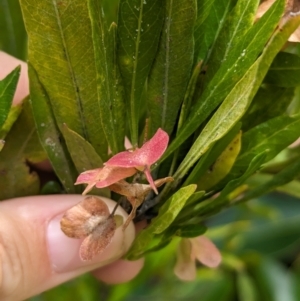 Dodonaea viscosa subsp. burmanniana at Lord Howe Island - 22 Oct 2023