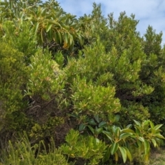 Dodonaea viscosa subsp. burmanniana at Lord Howe Island - 22 Oct 2023 11:18 AM