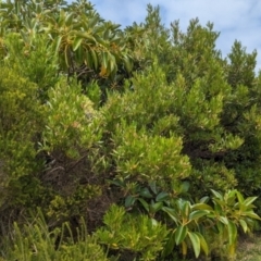 Dodonaea viscosa subsp. burmanniana at Lord Howe Island - 22 Oct 2023