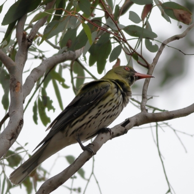 Oriolus sagittatus (Olive-backed Oriole) at Mount Painter - 23 Nov 2023 by MichaelWenke