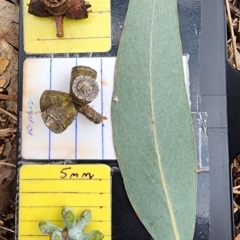 Eucalyptus nortonii (Mealy Bundy) at Farrer, ACT - 23 Nov 2023 by Steve818