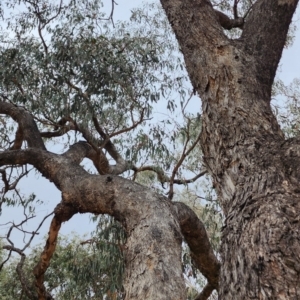 Eucalyptus nortonii at Farrer, ACT - 23 Nov 2023