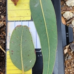 Corymbia eximia (Yellow Bloodwood) at Kambah, ACT - 20 Nov 2023 by Steve818