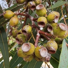 Corymbia eximia at Kambah, ACT - 21 Nov 2023 09:35 AM