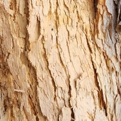 Corymbia eximia at Kambah, ACT - 21 Nov 2023