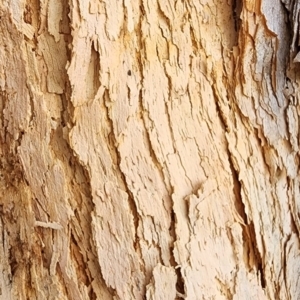 Corymbia eximia at Kambah, ACT - 21 Nov 2023