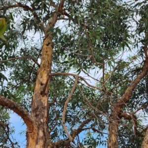 Corymbia eximia at Kambah, ACT - 21 Nov 2023 09:35 AM