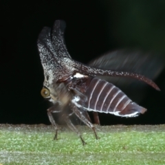 Ceraon vitta (Treehopper) at Mount Ainslie - 30 Dec 2022 by jb2602