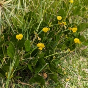 Vigna marina at Lord Howe Island - 22 Oct 2023