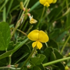 Vigna marina at Lord Howe Island - 22 Oct 2023