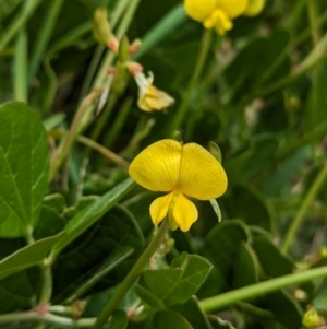 Vigna marina at Lord Howe Island - 22 Oct 2023