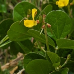 Vigna marina at Lord Howe Island - 22 Oct 2023 11:21 AM