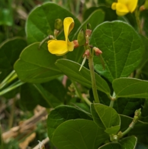 Vigna marina at Lord Howe Island - 22 Oct 2023