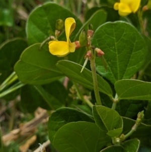 Vigna marina at Lord Howe Island - 22 Oct 2023 11:21 AM