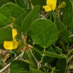 Vigna marina at Lord Howe Island - 22 Oct 2023 11:21 AM