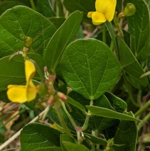 Vigna marina at Lord Howe Island - 22 Oct 2023 11:21 AM
