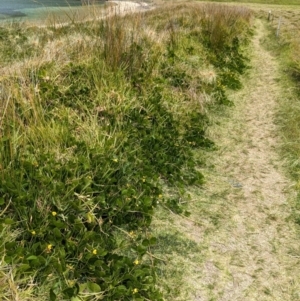 Vigna marina at Lord Howe Island - 22 Oct 2023 11:21 AM