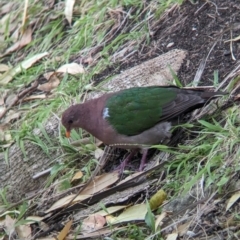 Chalcophaps longirostris (Pacific Emerald Dove) at Lord Howe Island - 22 Oct 2023 by Darcy