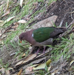 Chalcophaps longirostris at Lord Howe Island - 22 Oct 2023 11:26 AM