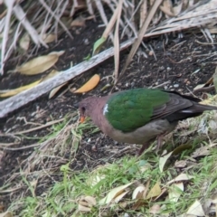 Chalcophaps longirostris at Lord Howe Island - 22 Oct 2023 11:26 AM