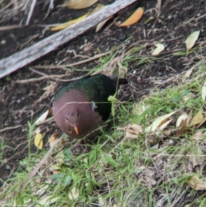 Chalcophaps longirostris at Lord Howe Island - 22 Oct 2023