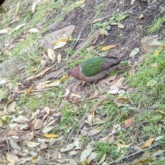 Chalcophaps longirostris at Lord Howe Island - 22 Oct 2023 11:26 AM