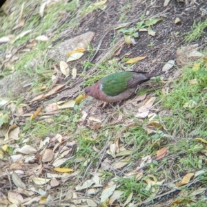 Chalcophaps longirostris at Lord Howe Island - 22 Oct 2023