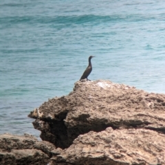 Phalacrocorax sulcirostris (Little Black Cormorant) at Lord Howe Island - 22 Oct 2023 by Darcy