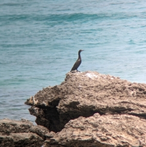 Phalacrocorax sulcirostris at Lord Howe Island - 22 Oct 2023