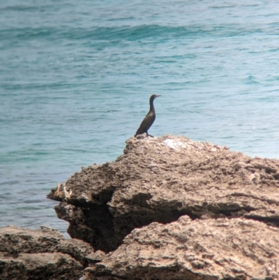 Phalacrocorax sulcirostris (Little Black Cormorant) at Lord Howe Island - 22 Oct 2023 by Darcy