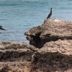 Phalacrocorax sulcirostris at Lord Howe Island - 22 Oct 2023 11:30 AM