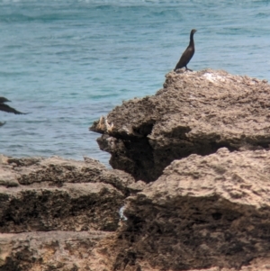 Phalacrocorax sulcirostris at Lord Howe Island - 22 Oct 2023