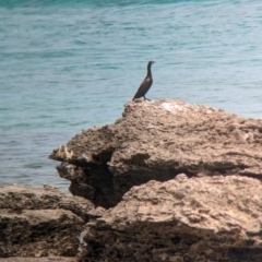 Phalacrocorax sulcirostris at Lord Howe Island - 22 Oct 2023