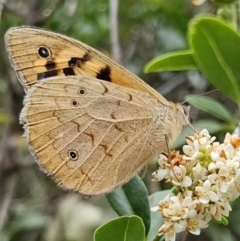 Heteronympha merope (Common Brown Butterfly) at Braidwood, NSW - 23 Nov 2023 by MatthewFrawley