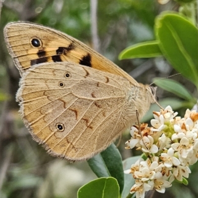 Heteronympha merope (Common Brown Butterfly) at QPRC LGA - 23 Nov 2023 by MatthewFrawley