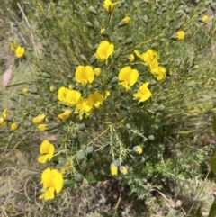 Gompholobium huegelii (Pale Wedge Pea) at Cotter River, ACT - 12 Nov 2023 by dgb900