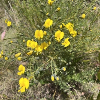 Gompholobium huegelii (Pale Wedge Pea) at Cotter River, ACT - 12 Nov 2023 by dgb900