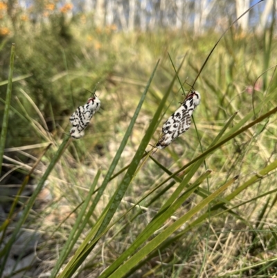 Ardices glatignyi (Black and White Tiger Moth (formerly Spilosoma)) at Cotter River, ACT - 11 Nov 2023 by dgb900