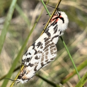 Ardices glatignyi at Namadgi National Park - 12 Nov 2023