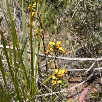 Diuris semilunulata (Late Leopard Orchid) at Cotter River, ACT - 12 Nov 2023 by dgb900