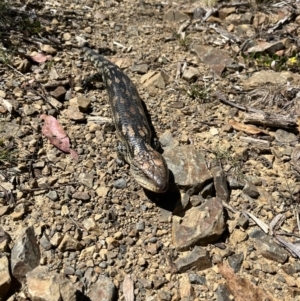 Tiliqua nigrolutea at Namadgi National Park - 12 Nov 2023