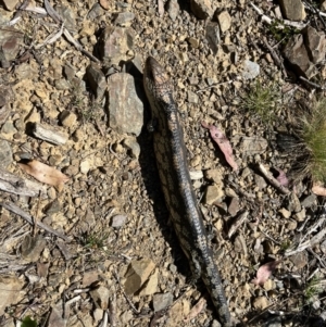 Tiliqua nigrolutea at Namadgi National Park - 12 Nov 2023