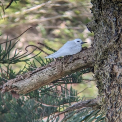 Gygis alba (White Tern) at Lord Howe Island, NSW - 22 Oct 2023 by Darcy