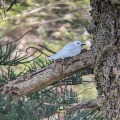 Gygis alba at Lord Howe Island - 22 Oct 2023