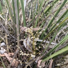 Lomandra multiflora (Many-flowered Matrush) at Campbell, ACT - 23 Nov 2023 by SilkeSma