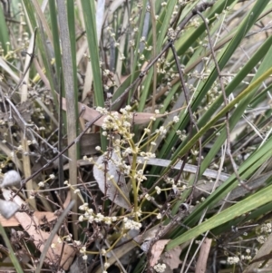 Lomandra multiflora at Campbell, ACT - 23 Nov 2023 12:21 PM