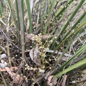 Lomandra multiflora at Campbell, ACT - 23 Nov 2023