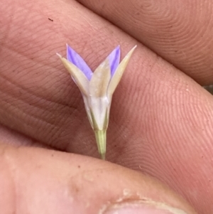 Wahlenbergia luteola at Campbell, ACT - 23 Nov 2023 12:43 PM