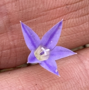 Wahlenbergia luteola at Campbell, ACT - 23 Nov 2023 12:43 PM