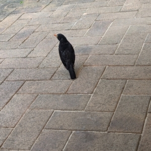 Turdus merula at Lord Howe Island - 22 Oct 2023 12:07 PM